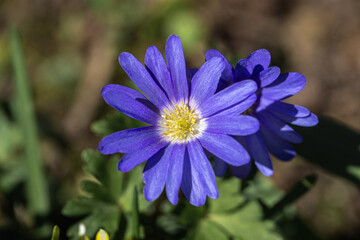 Anemone blanda, Balkan anemone plant with blue flowers