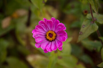 Obraz premium close-up of the zinnia flower in autumn