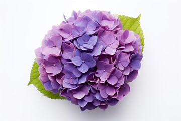 Obraz premium Hydrangea flower petal lilac.