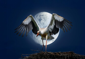 Storch im Vollmond