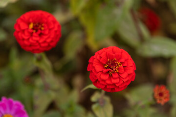 close-up of the zinnia flower in autumn