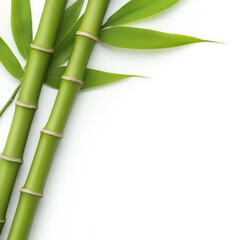 Obraz premium Fresh green bamboo stalks with vibrant leaves on white background