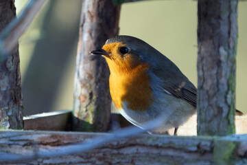 Rotkehlchen im Vogelhaus