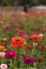 close-up of the zinnia flower in autumn