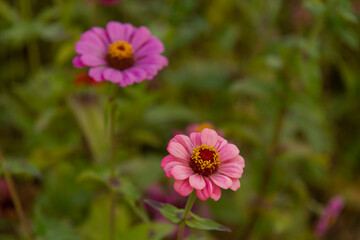 Obraz premium close-up of the zinnia flower in autumn