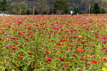field of various zinnia flowers in the park