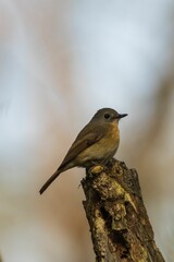 Small brown bird on tree stump