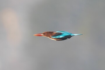 Kingfisher in Flight