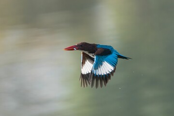 Kingfisher in Flight