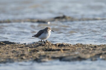 Sandpiper on a Muddy Shoreline