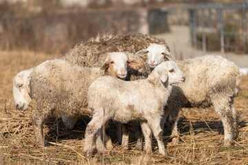 Flock of domestic sheep grazing