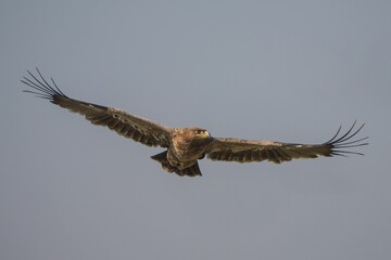 Majestic eagle soaring in clear sky.