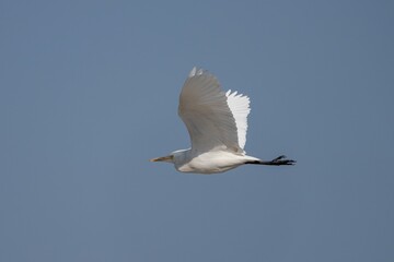 White egret soaring in clear blue sky.