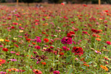 field of various zinnia flowers in the park