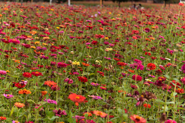 field of various zinnia flowers in the park