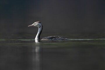 Grebe swimming in calm waters.