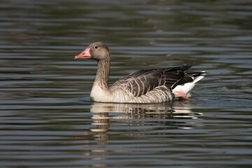 Greylag Goose Swimming in a Lake