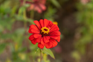 close-up of the zinnia flower in autumn