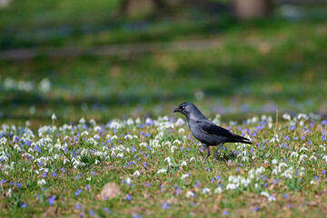 Obraz premium Eurasian jackdaw ,, corvus monedula,, plays in the forest park in sunny day, Danubian wetland, Slovakia