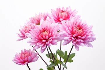 Blossom flower dahlia plant.