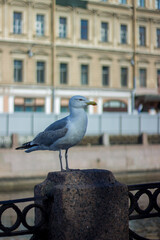 A seagull sits on a rock in the city of St. Petersburg