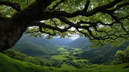 Fototapeta premium Expansive Green Valley Surrounded by Majestic Mountains and Trees