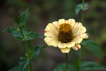 close-up of the zinnia flower in autumn