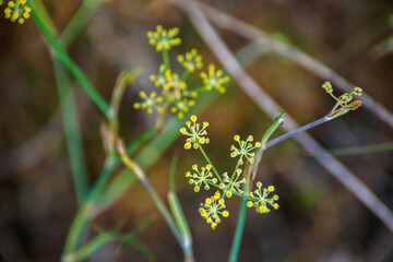 close-up  yellow flowers of wildplant in the field