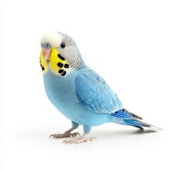 Vibrant Blue Budgerigar Bird Isolated on White Background for Stock Use