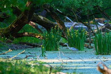 Grey heron ,, ardea cinerea ,, in its natural environment, Danubian wetland, Slovakia