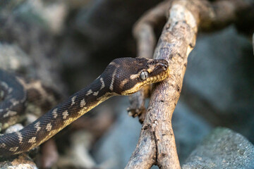 Schlange, Tropisch, Rauschuppenpython