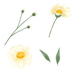 hand-drawn daisy flower PNG, transparent, isolated, 