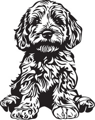 cute sitting cavapoo dog