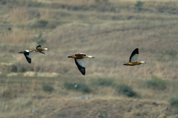 Flying ducks