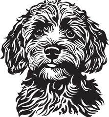 black and white cavapoo dog