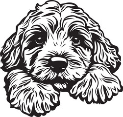 lovely cavapoo dog
