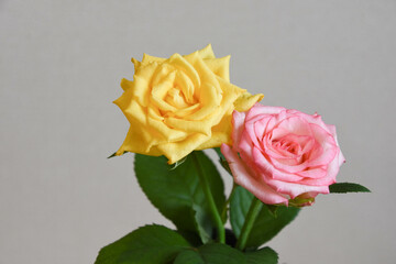 濡れた黄色とピンクのばら