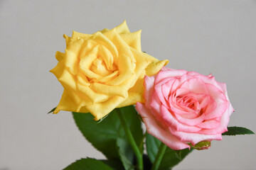 黄色とピンクのばら