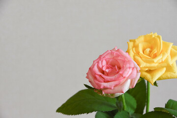 濡れたピンクと黄色のばら