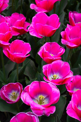 Obraz premium Pink tulip blooms in garden.