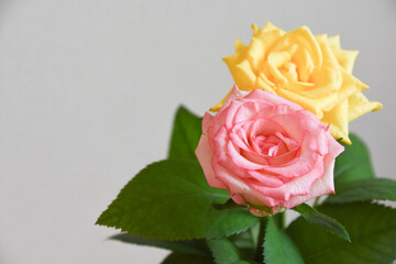 ピンクと黄色の濡れたバラ