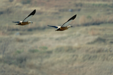 Flying ducks