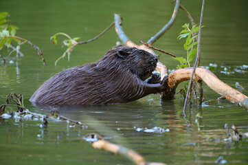 Eurasian beaver ,, Castor fiber,, in its natural environment, Danubian wetland, Slovakia