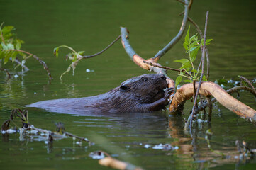 Eurasian beaver ,, Castor fiber,, in its natural environment, Danubian wetland, Slovakia