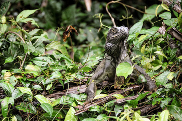 green iguana in a field of grass