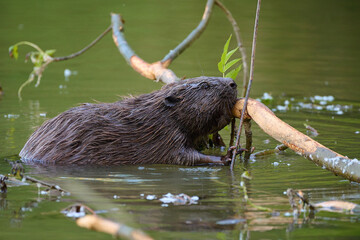 Eurasian beaver ,, Castor fiber,, in its natural environment, Danubian wetland, Slovakia