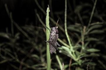 Red-winged Grasshopper (Arphia pseudonietana), National Park Tortuguero, Costa Rica
