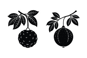 Cannonball Kapok Tree Silhouette Vector Illustration Design