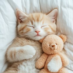 Adorable sleeping kitten cuddling a soft teddy bear toy