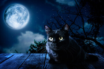 Fototapeta premium Creepy black cat at night under full moon light